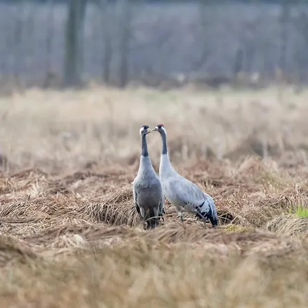 شقة Duck-dich-suedheide