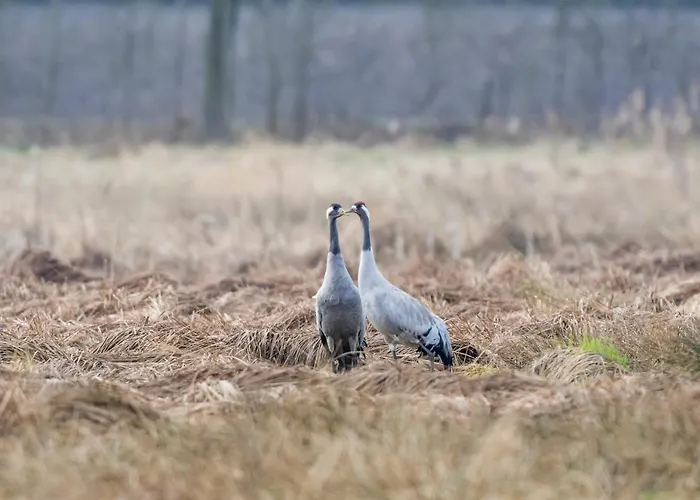 Διαμέρισμα Duck-dich-suedheide